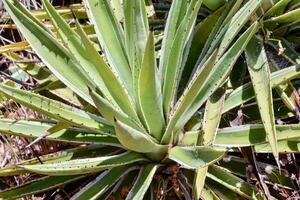 antecedentes con plantas foto