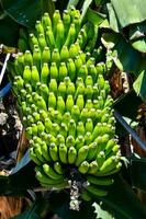 un plátano cosecha foto