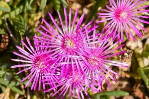 Background with flowers photo