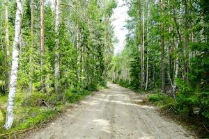 Trees in the forest photo