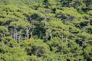 Trees in the forest photo