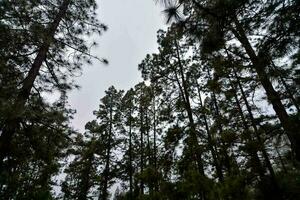 arboles en el bosque foto