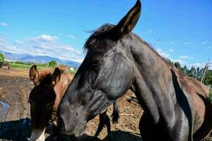 caballo a el granja foto