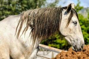 Horse at the farm photo