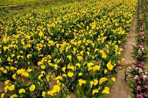 A field with flowers photo