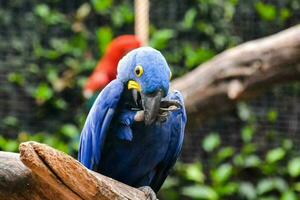 A colorful parrot photo