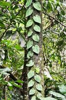Trees in the forest photo