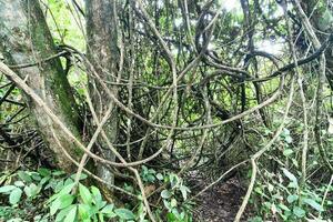 Trees in the forest photo
