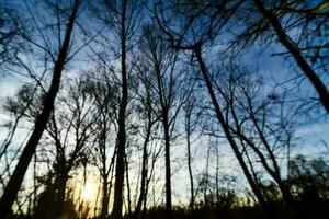 Trees in the forest photo