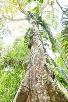 Trees in the forest photo