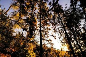 Trees in the forest photo