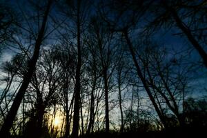 Trees in the forest photo