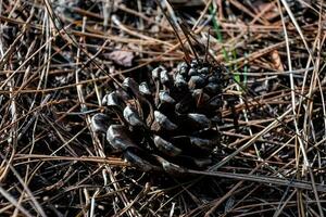 A fir cone photo