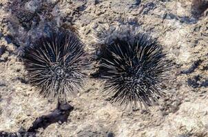 Sea urchin on a rock photo