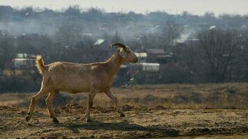 cabra camina en el campo foto