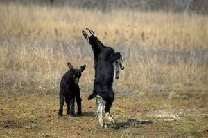 two goats butt standing on a log photo