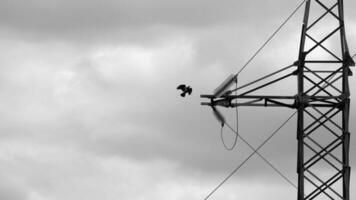 a bird flying to an electric pole photo