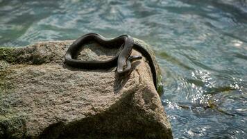 The snake lies basking on wet stones near the water. photo