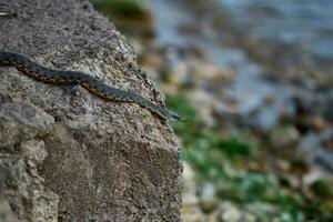 The snake lies basking on wet stones near the water. photo