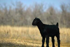 a little goat is standing in a field photo