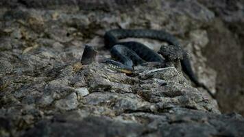 el serpiente mentiras tomando el sol en mojado piedras cerca el agua. foto