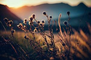 Wild grass in the mountains at sunset. Macro image, shallow depth of field AI Generated photo