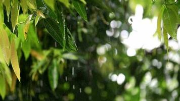 lluvia durante el día video