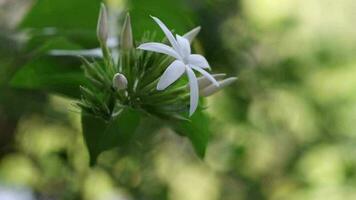 verbazingwekkend wit bloemen in natuur. macro video