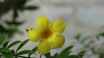 Beautiful yellow flower isolated on nature background video