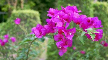 Bougainvillea flower Beautiful purple color swaying in the wind video