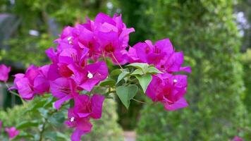 bougainvillea bloem mooi Purper kleur zwaaiend in de wind video