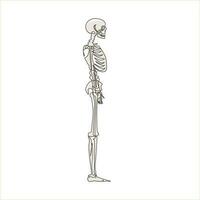 Single one line drawing side view full anatomical skeleton of a person and individual bones. Performed as an art illustration in a scientific medical style. Continuous line draw design graphic vector