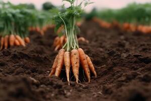 Ripe carrots harvested at a vegetable farm. carrot harvest and cultivation concept. Neural network photo