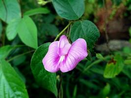 Centrosema virginianum purple flower vines grow in the wild photo