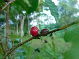 ripe red coffee fruit on the stem photo