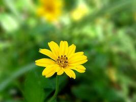 Wedelia is a yellow flower in the yard or in the wild photo