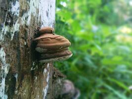 a hard mushroom that grows on dead trees that cannot be eaten photo