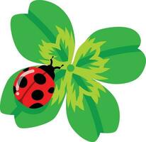 ladybug on green leaf. Ladybug on clover leaf isolated on white background. Vector illustration.