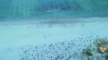 un aérien coup de une grand groupe de gens nager dans le océan. le des centaines de les serviettes pouvez être vu sur le plage après finition groupe yoga. video