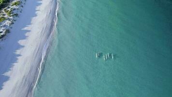 An aerial shot of 6 sea skis paddling down the coast. The shot slows pans up revealing the coast line. video