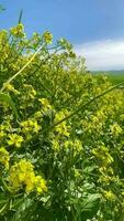 geel bloemen Aan de groen veld- video