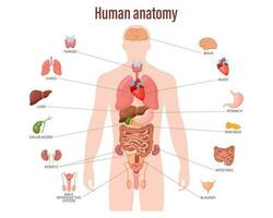 Human anatomy concept. Infographic poster with the internal organs of the male body. Respiratory, digestive, reproductive, cardiac systems. Banner, vector