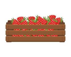 Wooden box with raspberries. Healthy food, fruits, agriculture illustration, vector