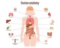 Human anatomy concept. Infographic poster with the internal organs of the female body. Respiratory, digestive, reproductive, cardiac systems. Banner, vector