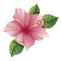 Vector pink hibiscus flower isolated on white background. Exotic tropical plant