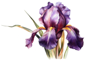 iris fleurs aquarelle clipart ai généré png