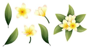 Set of yellow plumeria flowers and green leaves on an isolated background. Tropical frangipani flower elements for decoration, stickers, design, etc vector
