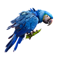 blue parrot illustration png