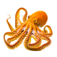 Octopus Graphics Jellyfish transparent png