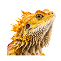 ai generativ Reptil Eidechse bärtig Drachen Illustration png